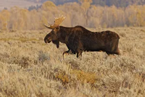 Alces Americanus Prints: Bull moose in autumn, Grand Teton National Park, Wyoming