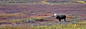 Bull Moose browses the tundra in early morning, Denali National Park