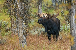 Scent Prints: Bull moose catches a scent in the air