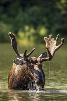 Images Dated 4th August 2014: Bull moose feeding in backcountry lake in Glacier National Park, Montana, USA