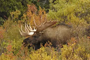 Images Dated 28th August 2012: Bull Moose; Feeding; Denali National Park; Alaska; USA