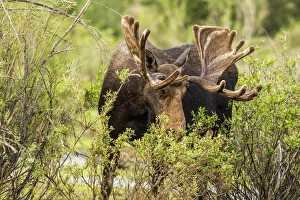 Images Dated 15th July 2012: Bull Moose foraging in Grand Teton National Park, Wyoming, USA