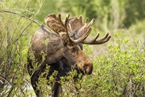 Images Dated 15th July 2012: Bull Moose foraging in Grand Teton National Park, Wyoming, USA