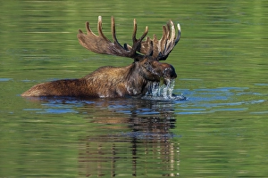 Velvet Prints: Bull moose foraging in small pond