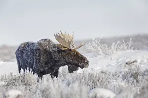 Bull moose on frosty cold morning in meadow, Grand Teton National Park, Wyoming Bull moose on frosty cold morning in meadow, Grand Teton National Park, Wyoming