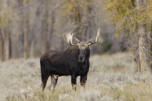 Prints of Bull moose, Grand Teton National Park, Wyoming USA Prints: Bull moose, Grand Teton National Park, Wyoming
