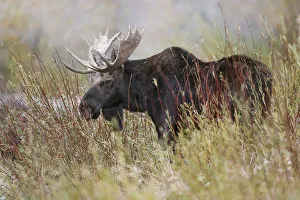 Prints of Bull moose, Grand Teton National Park, Wyoming USA Prints: Bull moose, Grand Teton National Park, Wyoming