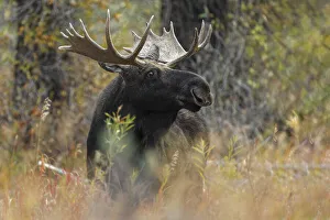Prints of Bull moose, Grand Teton National Park, Wyoming USA Prints: Bull moose, Grand Teton National Park, Wyoming