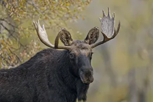 Alces Americanus Prints: Bull moose, Grand Teton National Park, Wyoming