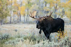 Sage Brush Prints: Bull moose on the move, autumn cottonwoods of Wyoming