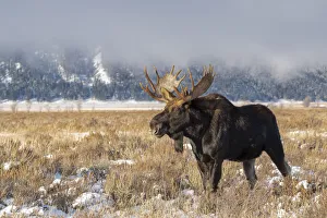 Antlers Prints: Bull moose portrait with snowy Grand Teton National Park in background, Wyoming