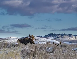 Antlers Prints: Bull moose providing lookout for the group, Grand Teton National Park, Wyoming