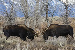 Nature Prints: Bull moose sparring