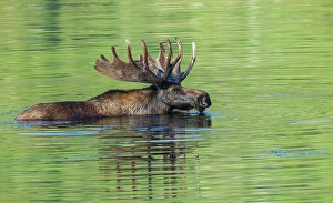 Velvet Prints: Bull moose takes advantage of a small pond to cool off and graze a bit in the Rocky Mountains of Colorado