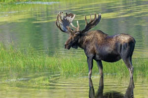 Bull Prints: Bull moose takes advantage of a small pond to cool off in the Rocky Mountains of Colorado