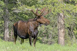 Bull moose USA, Colorado, Cameron Pass