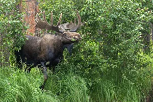 Alces Alces Shirazi Prints: Bull moose, velvet antlers