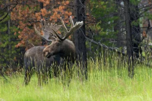 Burnt Prints: Bull moose, velvet antlers