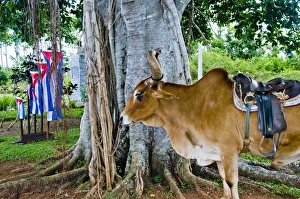 Pinar Del Rio Prints: Bull in Pinar del Rio, Vinales, Vinales Valley, Valle de Vinales, Cuba