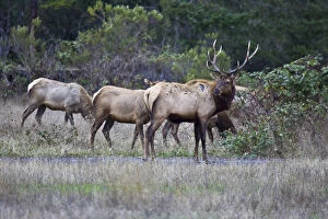 Images Dated 28th October 2005: A bull Roosevelt Elk guards his herd in Northern California