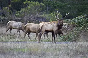 Images Dated 28th October 2005: A bull Roosevelt Elk guards his herd in Northern California