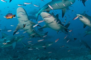 Images Dated 18th April 2014: Bull Shark (Carcharhinus leucas), Commercial shark feeding, Benga Lagoon, Viti Levu, Fiji