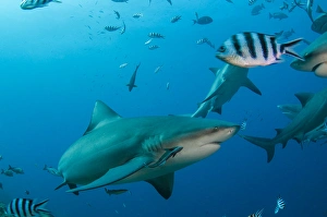 Images Dated 18th April 2014: Bull Shark (Carcharhinus leucas), Commercial shark feeding, Benga Lagoon, Viti Levu, Fiji