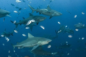 Powerful Prints: Bull Shark (Carcharhinus leucas), Commercial shark feeding, Benga Lagoon, Viti Levu, Fiji