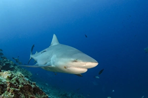 Images Dated 18th April 2014: Bull Shark (Carcharhinus leucas), Commercial shark feeding, Benga Lagoon, Viti Levu, Fiji