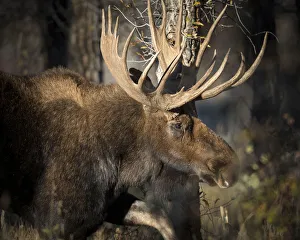 Ungulates Prints: Bull Shiras Moose, Alces alces sherasi, Gros Ventre, Grand Tetons, Wyoming, wild