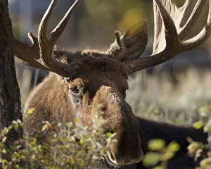 Bull Shiras Moose, Alces alces sherasi, Gros Ventre, Grand Tetons, Wyoming, wild