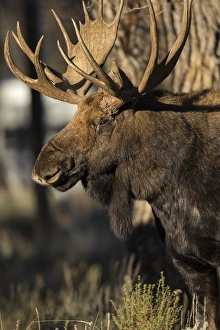 Ungulate Prints: Bull Shiras Moose in campground, Alces alces sherasi, Gros Ventre, Grand Tetons, Wyoming
