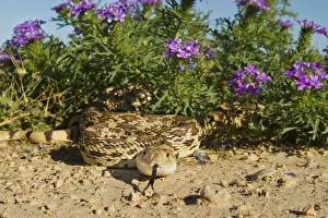 Verbena Prints: Bull Snake (Pituophus catenifer sayi) crawling from verbena wildflowers, west Texas