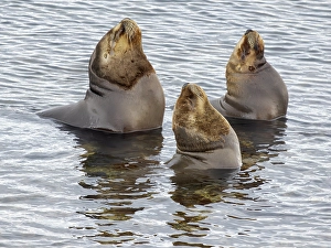 Malvinas Prints: Bull of South American Sea Lion on Bleaker Island. South America, Falkland Islands