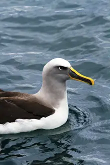 Hazard Prints: A Bullers albatross (Thalassarche bulleri) with fishing line caught in its beak