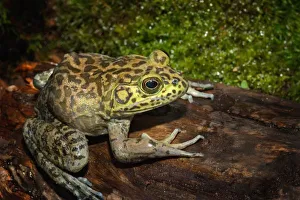 Jaguar Prints: Bullfrog, Rana