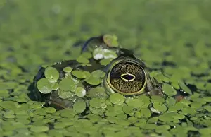 Weed Prints: Bullfrog, Rana catesbeiana, adult in duckweed camouflaged, Welder Wildlife Refuge