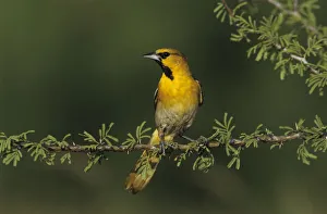 Bullocks Oriole, Icterus bullockii, male, Starr County, Rio Grande Valley, Texas