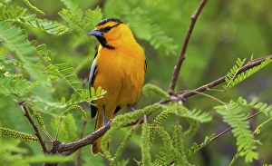 Images Dated 1st August 2023: Bullock's oriole pause for a moment in southern Arizona