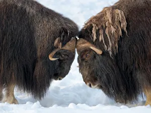 Artiodactyla Prints: Bulls fighting. muskox in deep snow during winter. Scandinavia, Norway, Bardu, Polar Park