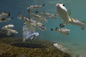 Full Prints: Bullseye or concentric Pufferfish (Sphoeroides annulatus) Off Gardner Island off Floreana Island