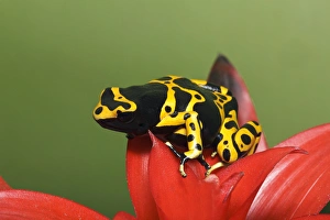 Images Dated 13th November 2010: Bumble Bee Dart Frog, D. leucomelas