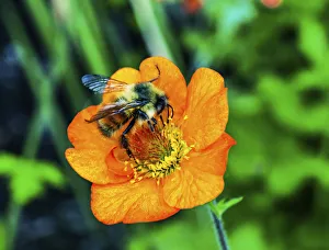Images Dated 4th June 2018: Bumble bee searching pollen nectar. Orange iceland poppy