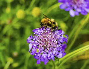 Bumble bee searching pollen nectar. Blue pincushion