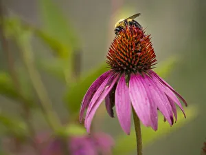 Bumblebee Prints: Bumblebee on coneflower, Day Preserve, Illinois