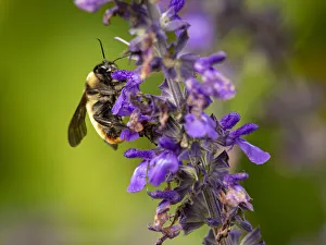 Bumblebee Prints: Bumblebee, Day Preserve, Illinois