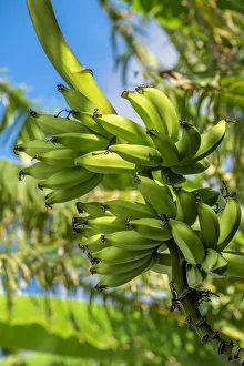Bunch Prints: Bunch of bananas on tree