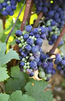 Burgundy Prints: A bunch of Pinot Noir in a Chambertin vineyard showing uneven ripeness due to colure (a disease)