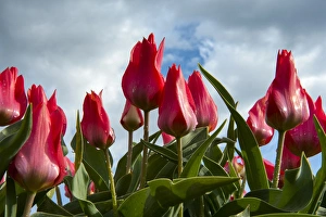 Rising Prints: A bunch of red tulips rising up to the blue sky after a rain