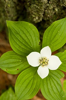 A bunchberry in bloom, Cornus canadensis, near Marquoit Bay in Brunswick, Maine